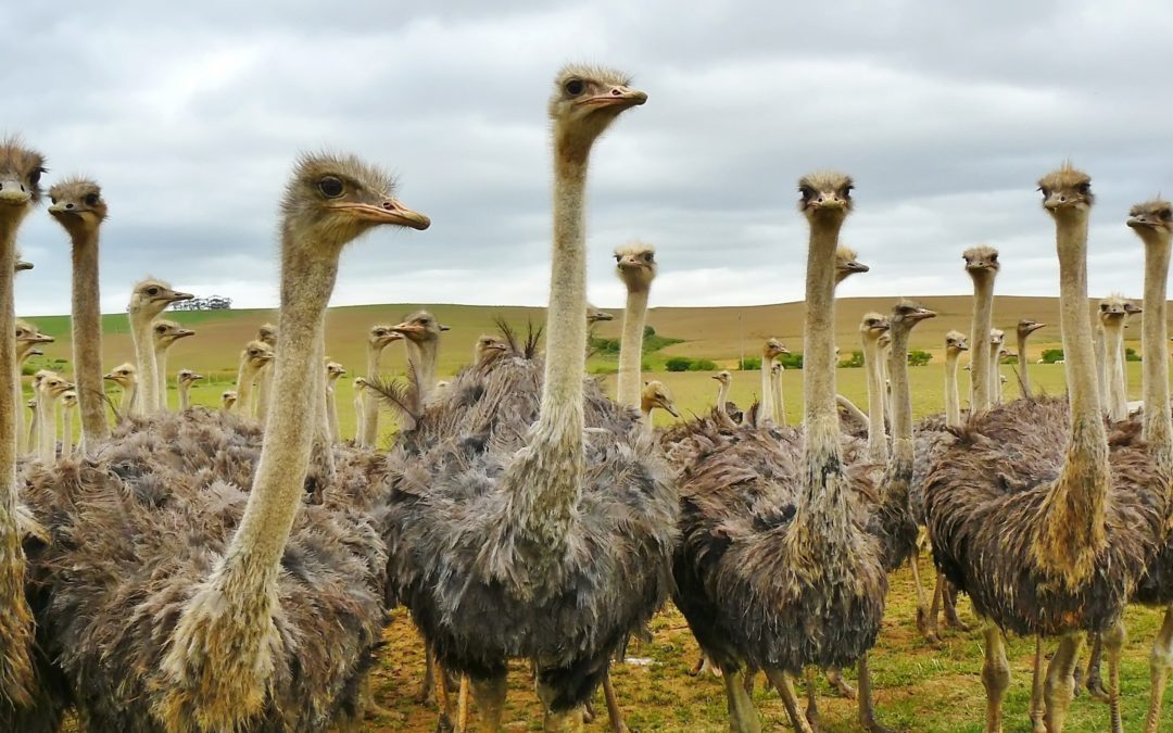 Preventing Your Own Dementia – Are You Being A Bit of An Ostrich?